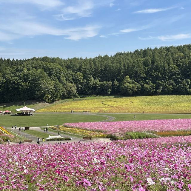 北海道遠軽町　日本最大級のコスモス畑