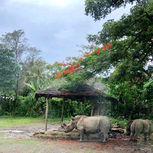 印尼峇里島野生動物園