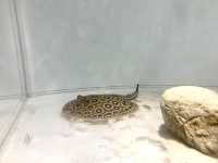 【東京】海の生き物がスッケスケ！「スケボーン展」