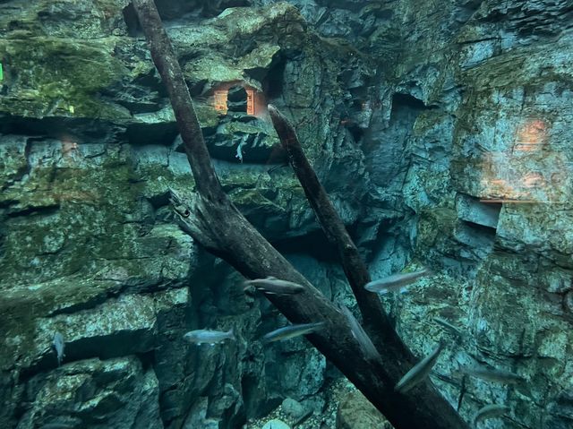 岐阜🐠世界最大級の淡水魚水族館🐡【アクアトト岐阜】