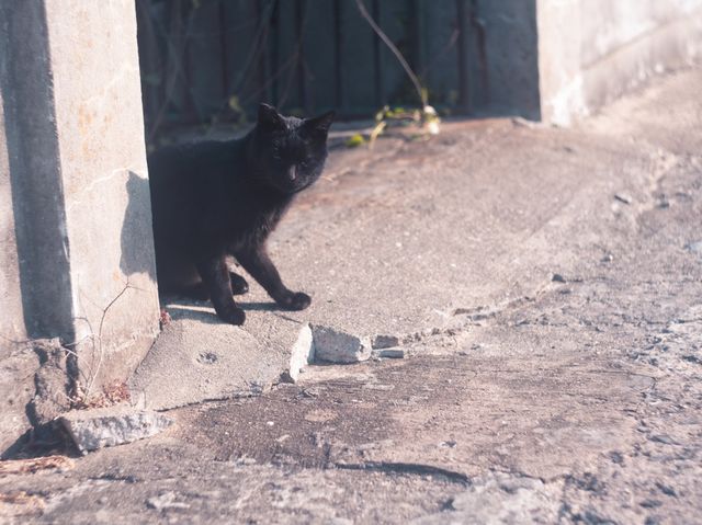 【香川】猫とアートの島「男木島」
