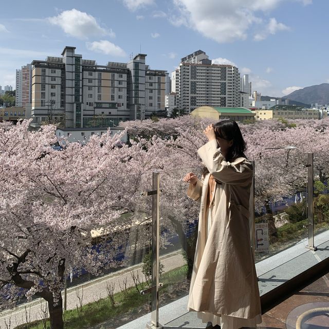 부산 벚꽃 명소 , 온천천 카페 뮤제카바농