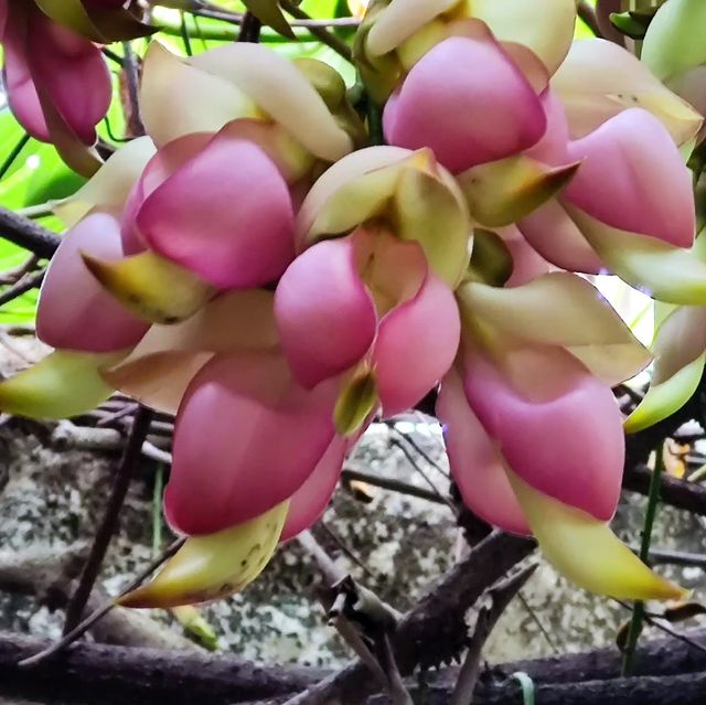 去華南植物園賞禾雀花，郊遊、露營、野餐⋯⋯