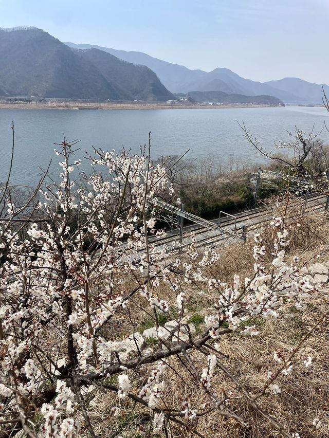 매화보러 달려가야하는 곳 ‘양산순매원’