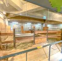 冬の円山動物園・キリン館の1階
