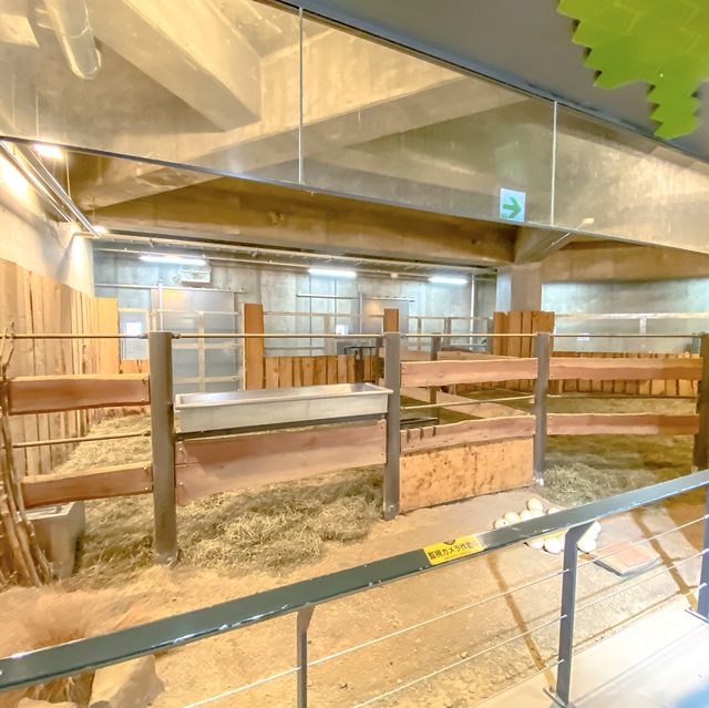 冬の円山動物園・キリン館の1階