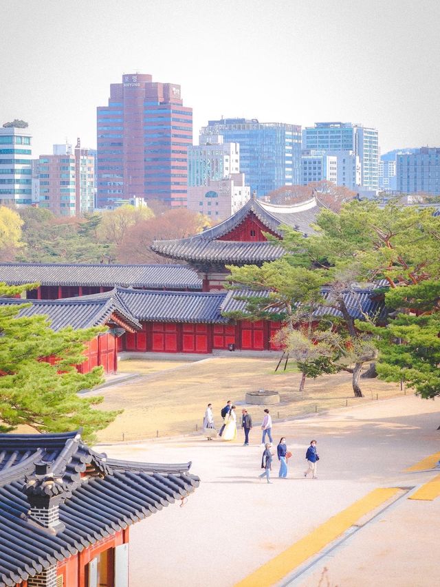  핑크팝콘앞이 주렁주렁 열린 '창덕궁'
