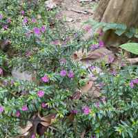 大角咀中式公園賞花｜漸變色橙黃花、烏龜、中式涼亭