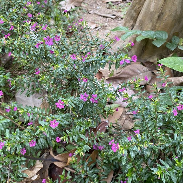 大角咀中式公園賞花｜漸變色橙黃花、烏龜、中式涼亭