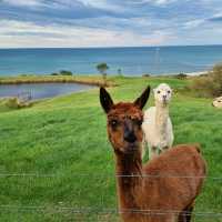 Apollo Bay Staycation