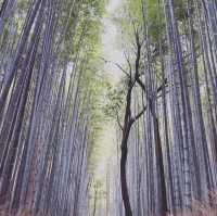 いつかの嵐山