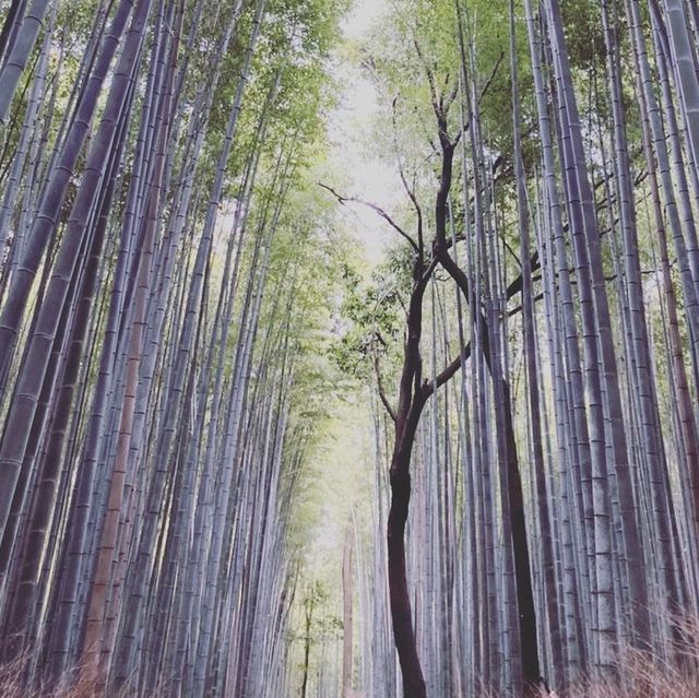 いつかの嵐山