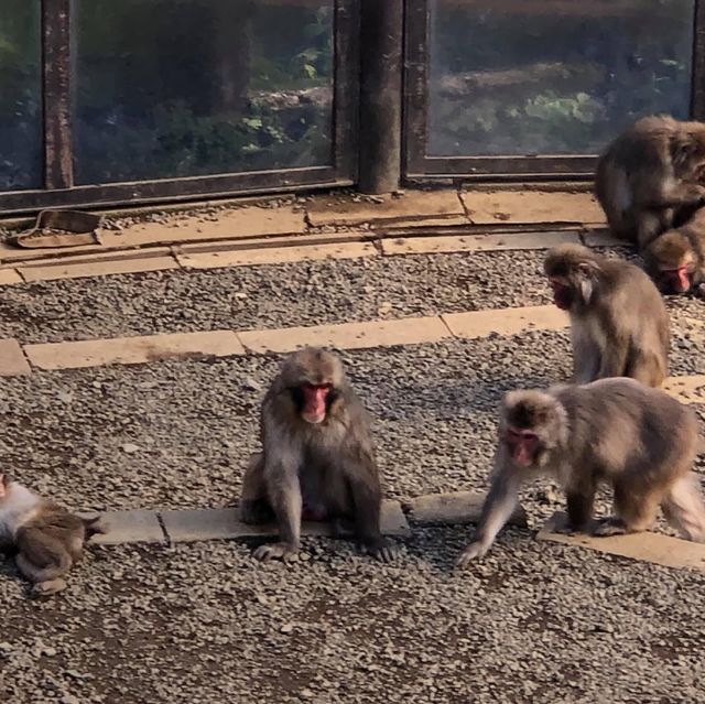 親親大自然🇯🇵😚 高野山猴園・野草園