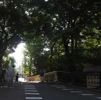 東京の等々力渓谷