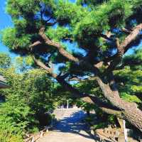 【京都】疫病退散の 法然上人ゆかりのお寺