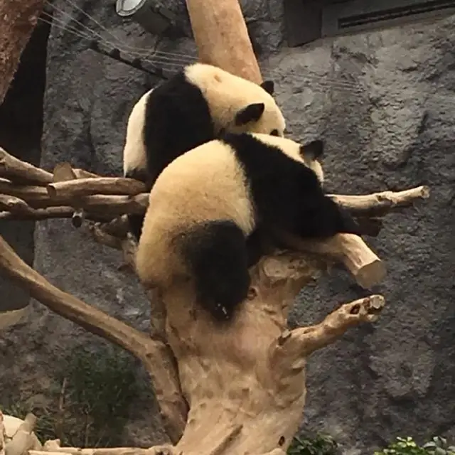 Macao Giant Panda Pavilion