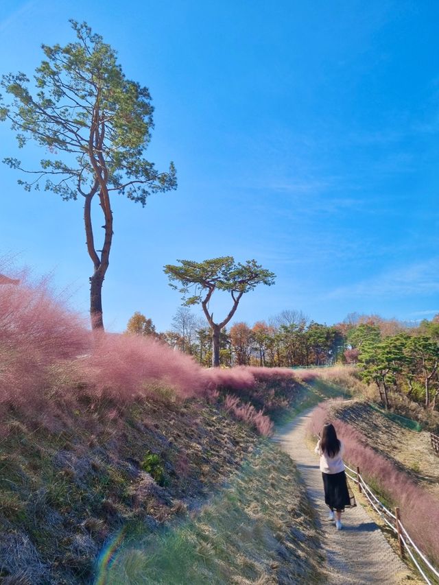🌿핑크뮬리밭_유리원 카페🌿