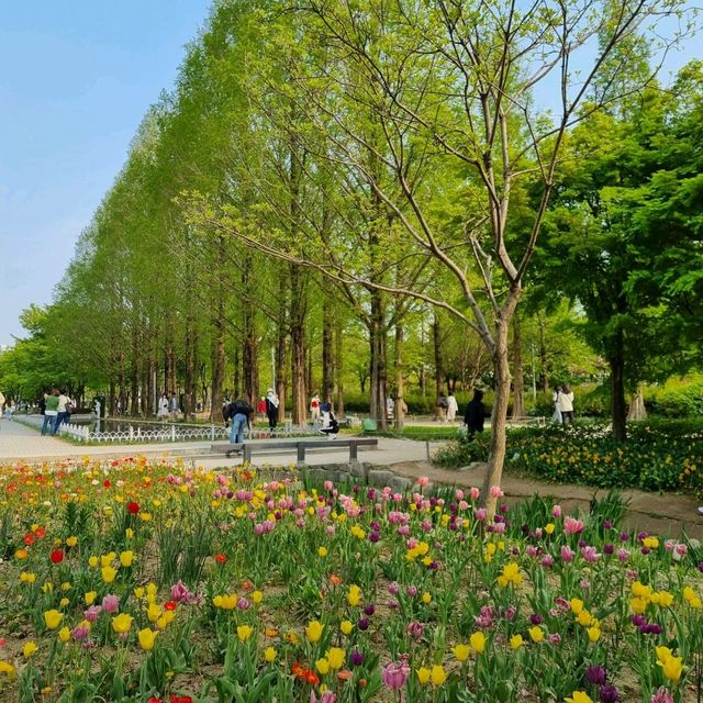 평생 볼 튤립 다 보고 오기⚘️서울숲 튤립축제