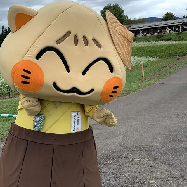 岐阜県中津川市　蕎麦の花