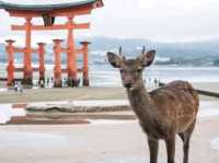  Animal islands 