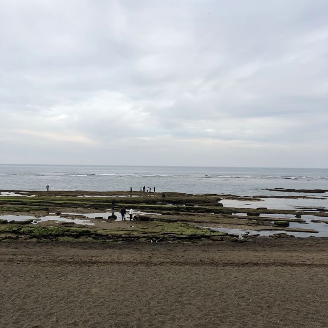 [겨울 여행지 추천] 제주도 광치기 해변 근처 유채꽃🌼