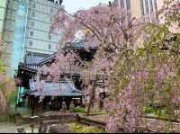 京都　SAKURA 桜めぐり❗️聖徳太子が創建した六角堂の桜に感動❗️