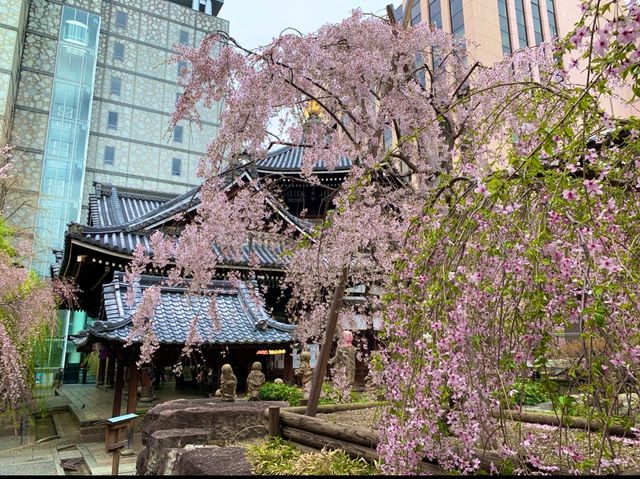 京都　SAKURA 桜めぐり❗️聖徳太子が創建した六角堂の桜に感動❗️