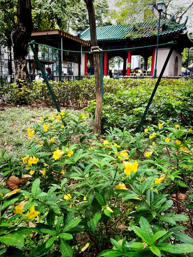 🌺春季賞花遊 | 九龍佐治五世紀念公園🌼