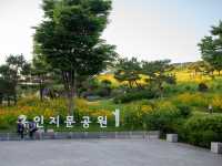 서울이 이런 곳이? 금계국 가득한 동대문 풍경