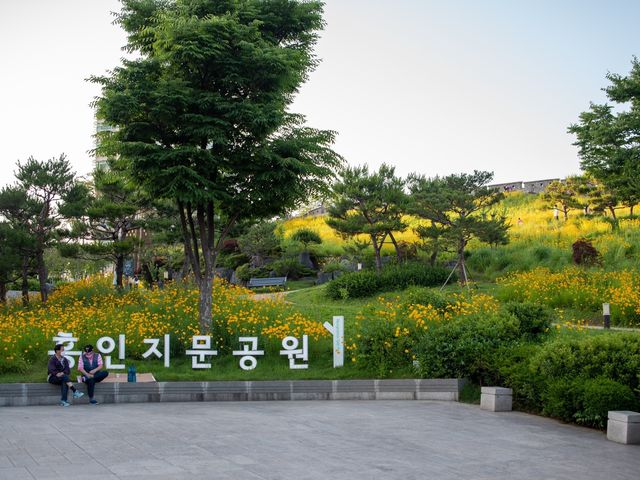 서울이 이런 곳이? 금계국 가득한 동대문 풍경