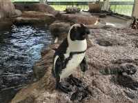 【京都】『京都水族館』名物、「ペンギン相関図」！