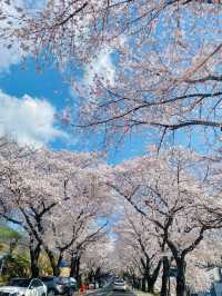 경남 벚꽃명소 중 제일인 하동 십리벚꽃길🌸💗