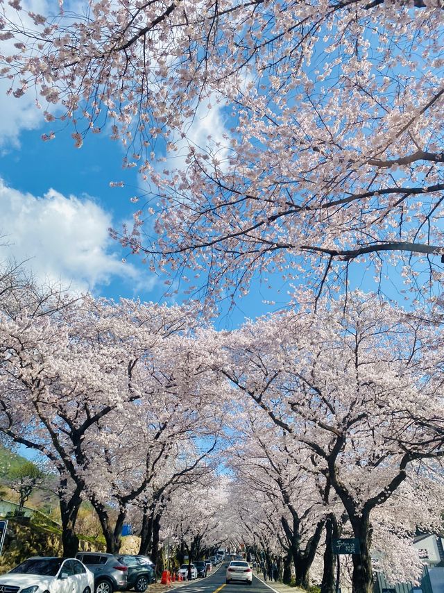 경남 벚꽃명소 중 제일인 하동 십리벚꽃길🌸💗