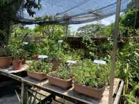 Rooftop garden at Siloso