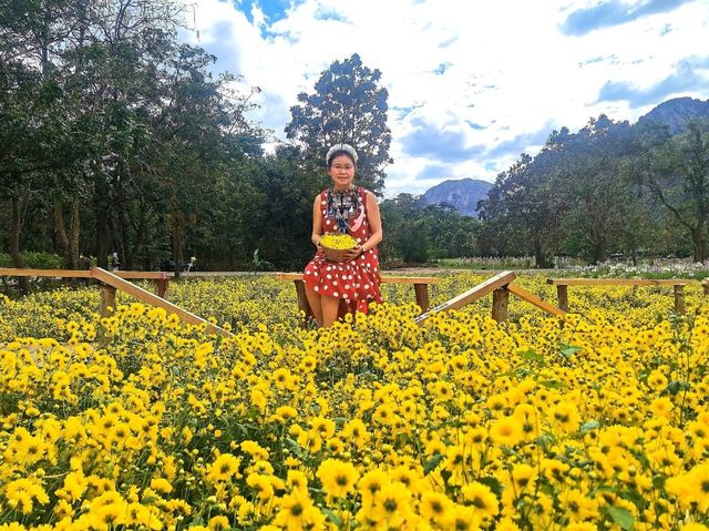 หนาวนี้ไปเดินเฉิดฉายในทุ่งดอกเก๊กฮวยกันเถอะ 🌼