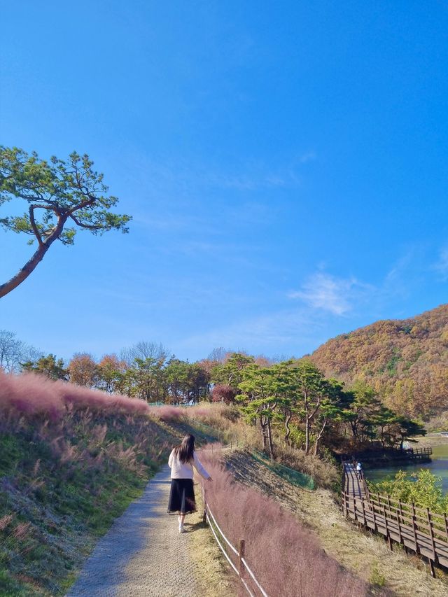 🌿핑크뮬리밭_유리원 카페🌿