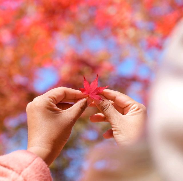 ญี่ปุ่น Autumnแล้วน๊าลากแฟนไปเร็วแก