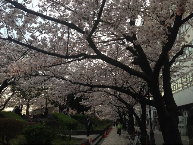 📍日本東京。淺草隅田公園櫻花祭。