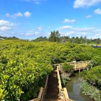 【沖縄・本島】本島でも楽しめるマングローブ林