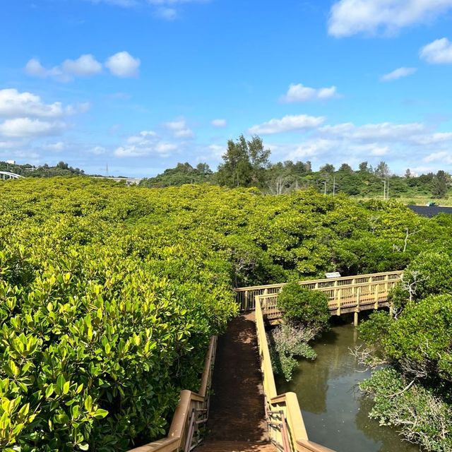 【沖縄・本島】本島でも楽しめるマングローブ林