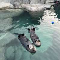 Aquarium in Vancouver 