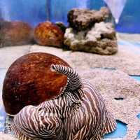 Aquarium Cuter