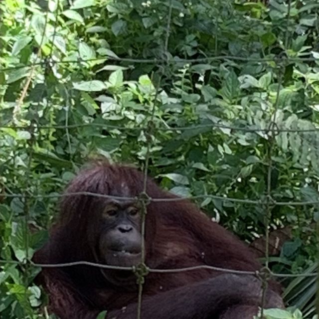 Bukit Merah Orangutan island 
