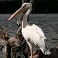 Savannah park  restaurant & camping naivasha 