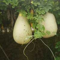 Pick your own fruit and veggies