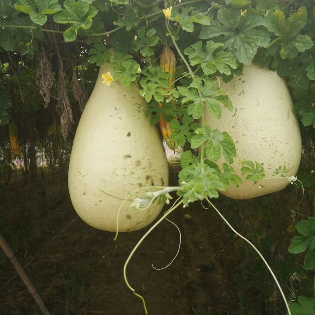 Pick your own fruit and veggies