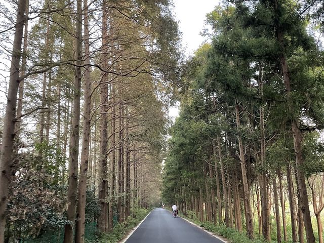 Cycling in Chongming Island