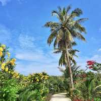 Pepper Plantations - Phu Quoc, Vietnam 