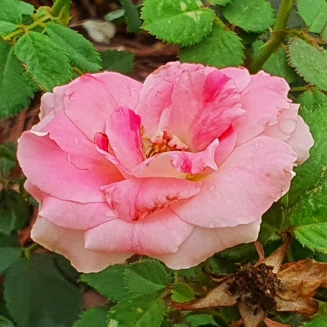 Rose Garden in Houtan Park