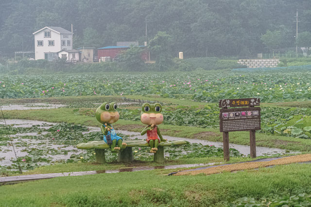 비오는 날의 연꽃밭, 농촌테마파크